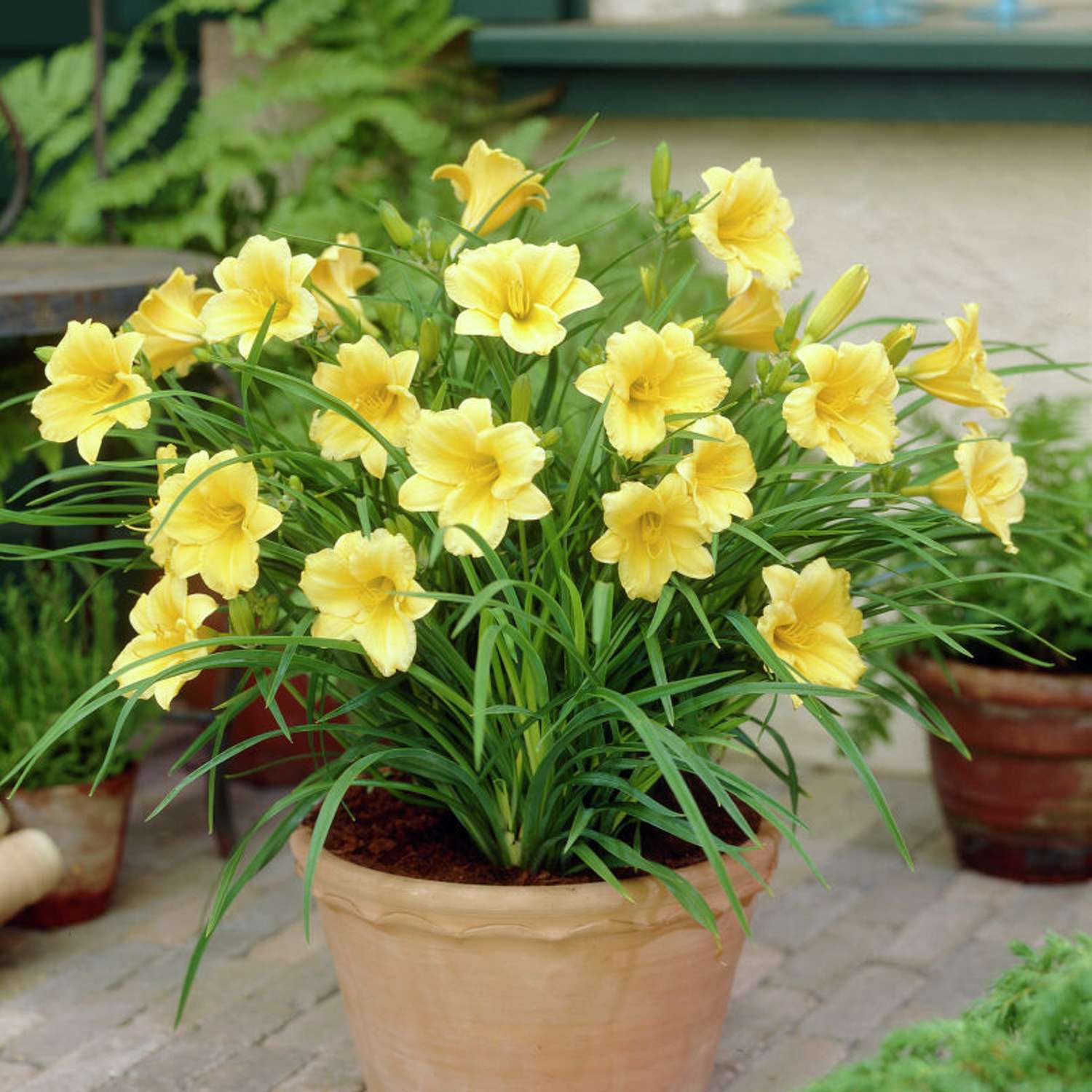 Tarhapäivänlilja 'Stella de Oro' (Hemerocallis)